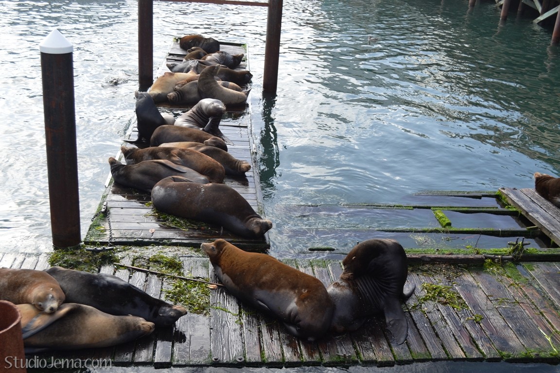 Sea Lions in Newport, Oregon on the docks. Gypsy Jema